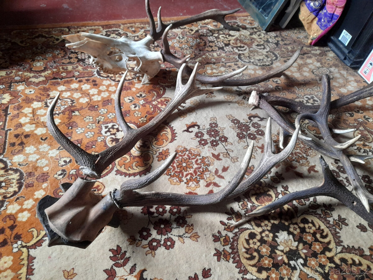 2 x velké paroží + pár menších - 2