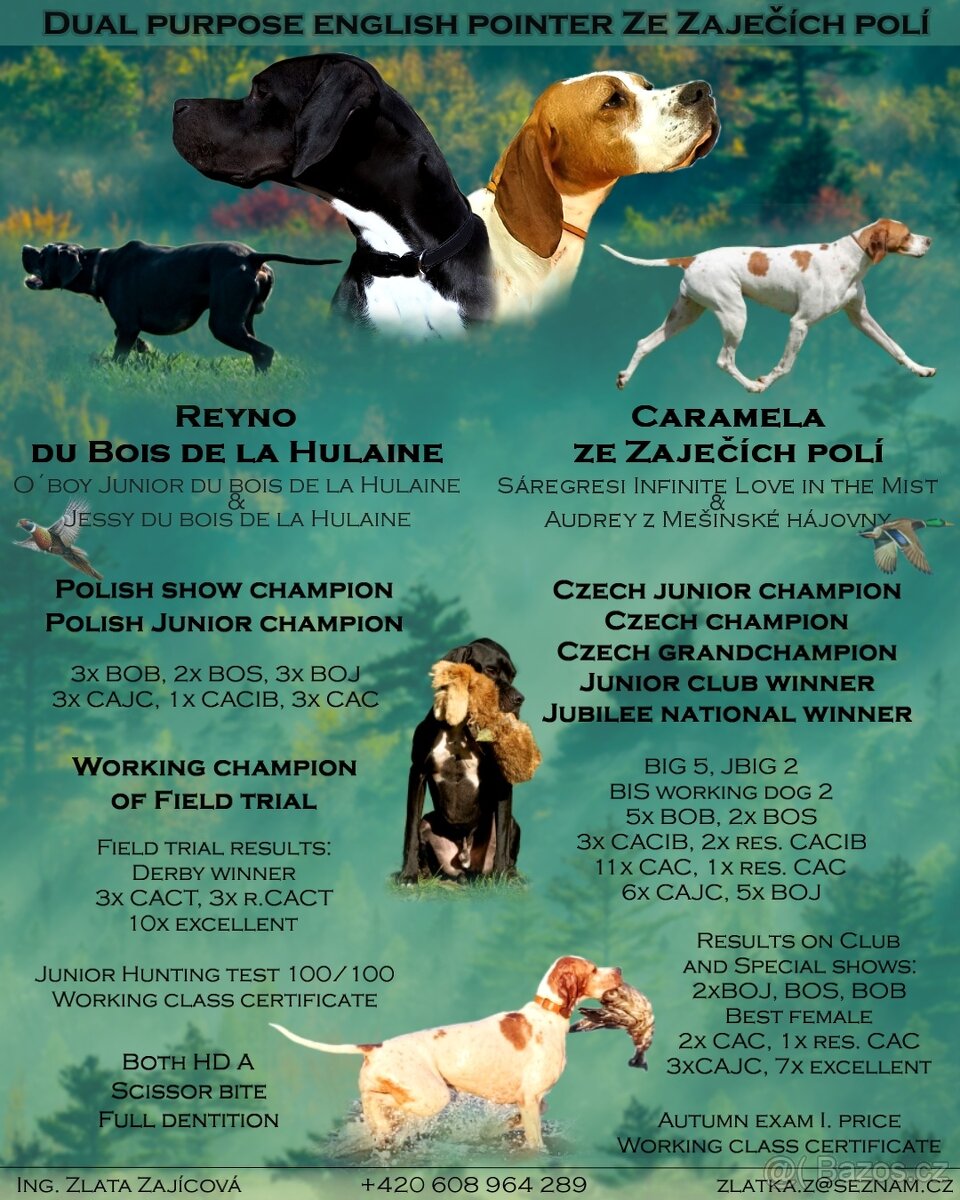 Štěňata anglický pointer - 2