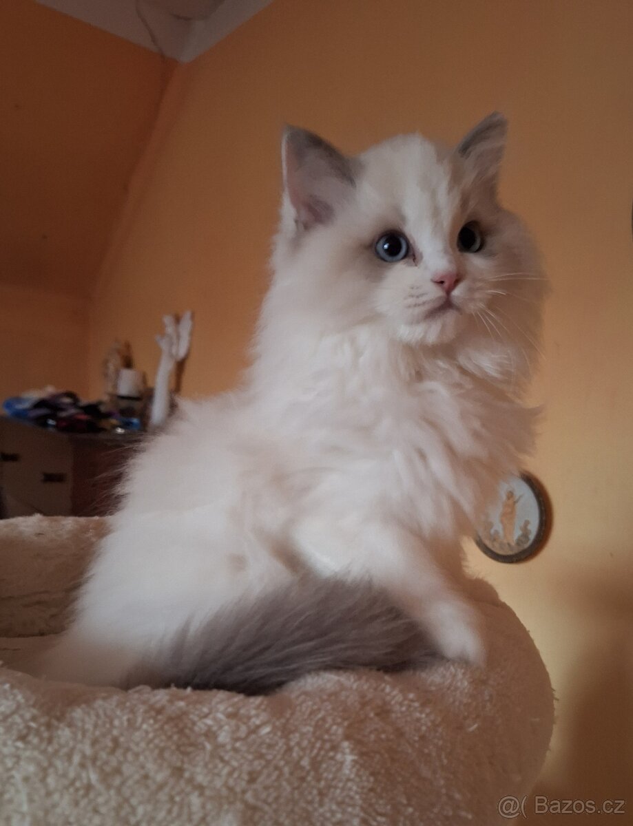 Nádherný dva kocourci vánoční Ragdoll s pp - 2