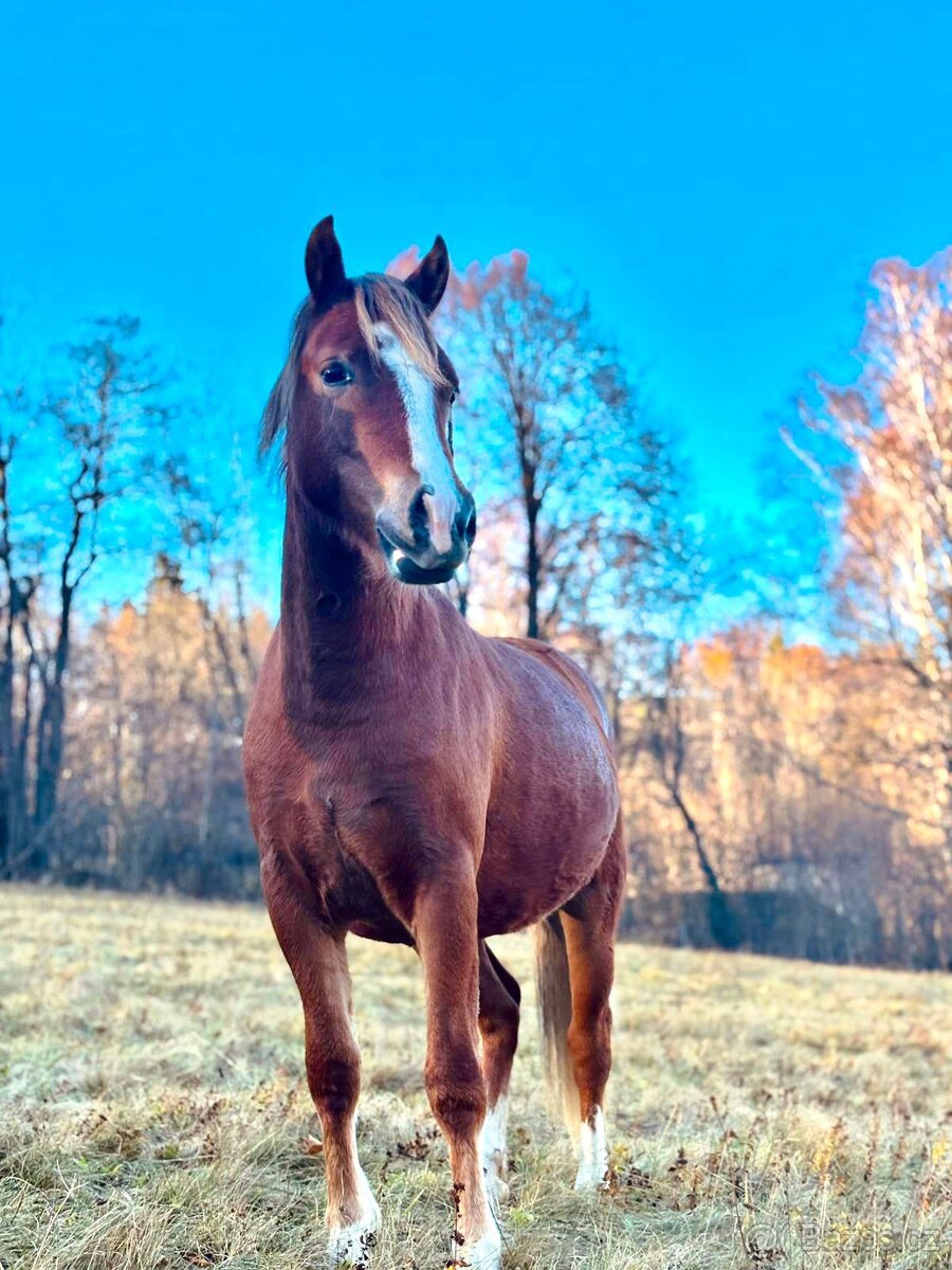 Klisna Welsh pony of cob type - 2