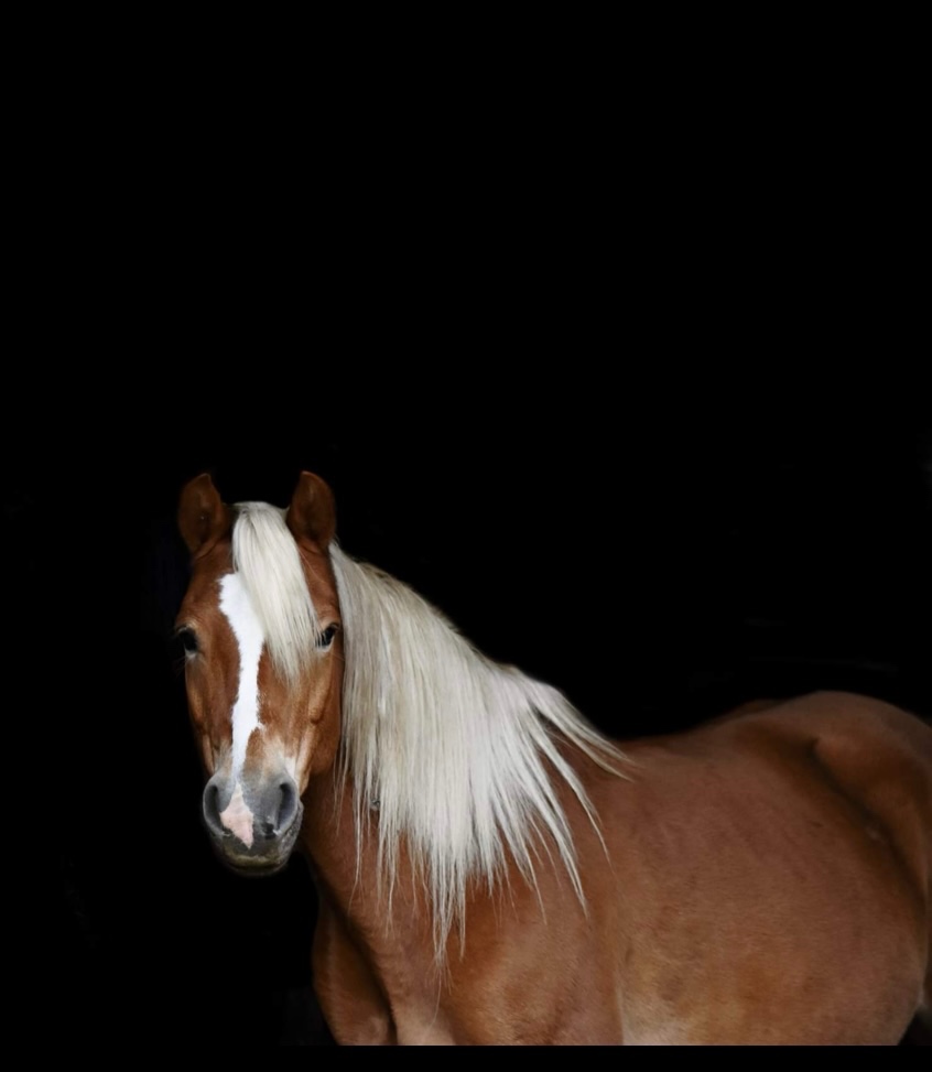 Prodám kobylu Haflinga - 2