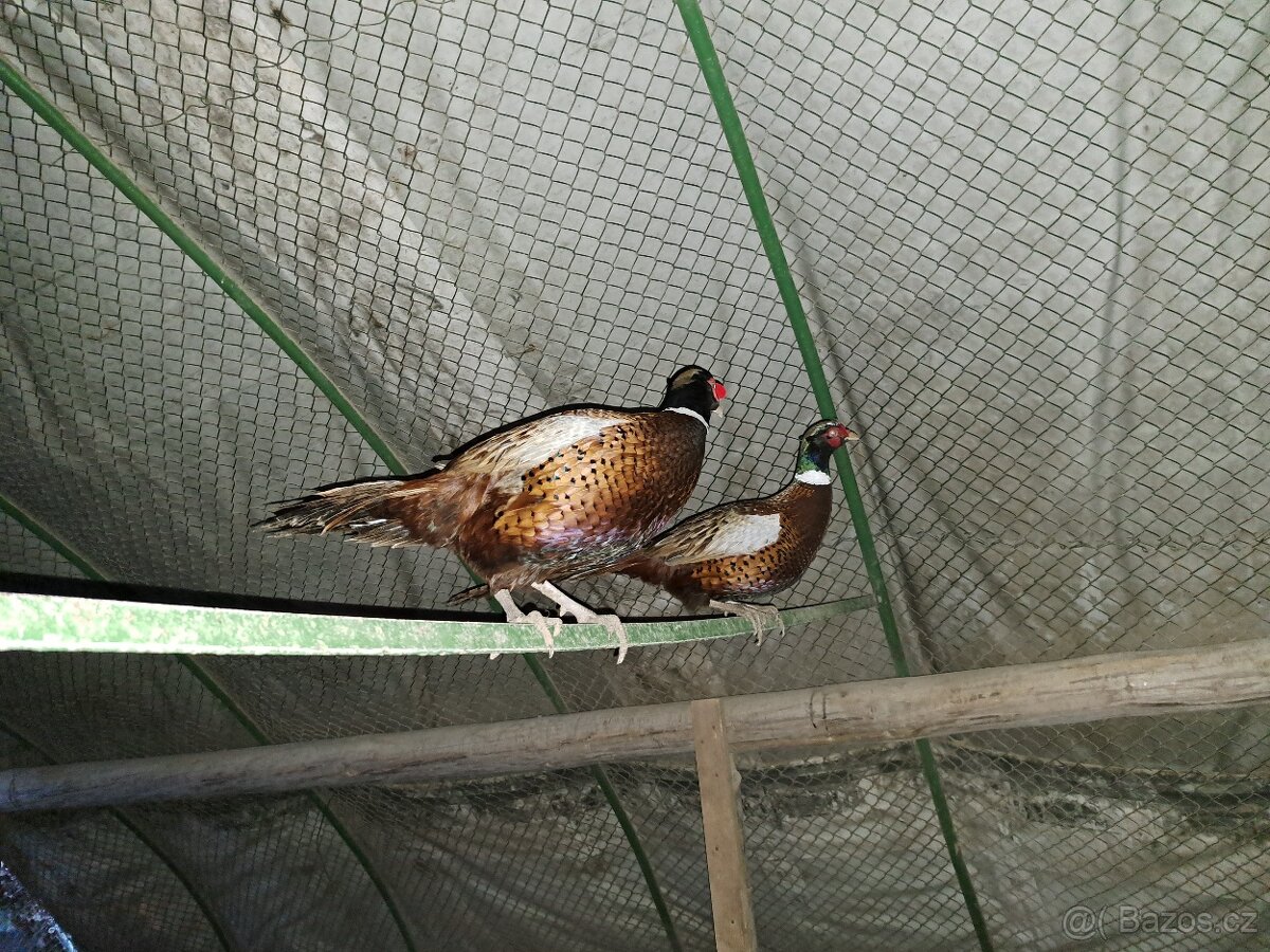 Bažanti - Bažant obecný - kohouti - 2