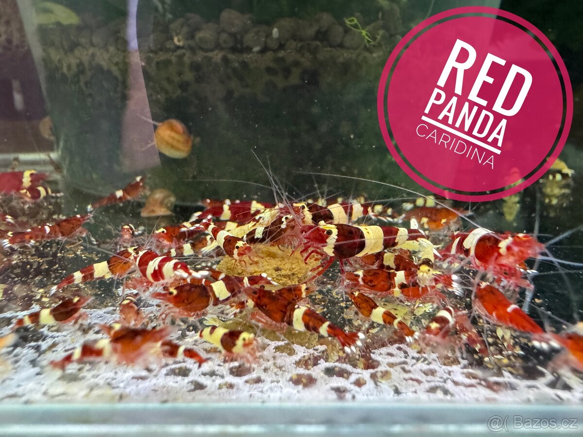 Red Panda (Caridina) - 2