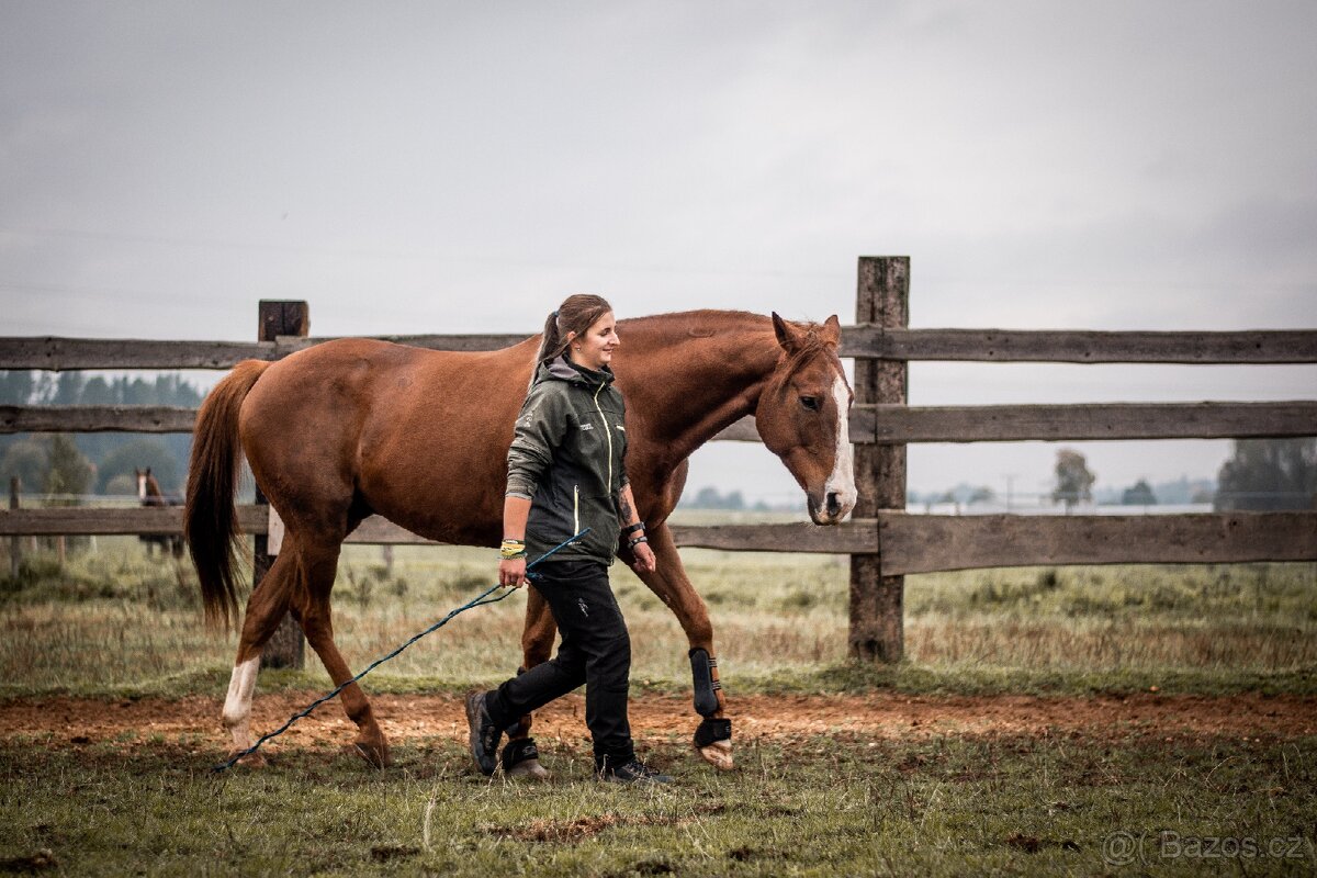 Teplokrevný valach - 2