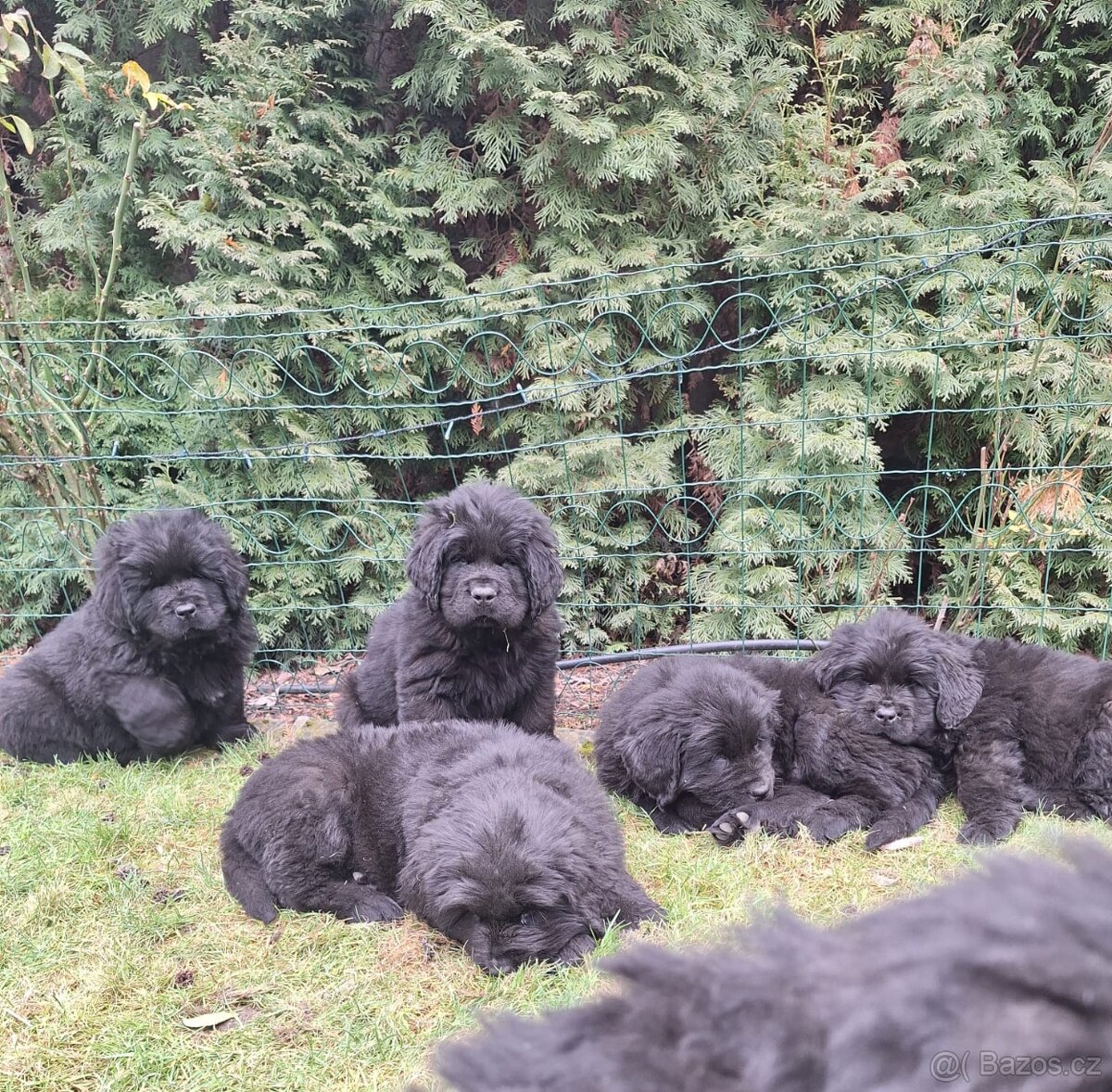 Novofundlandský pes - 2