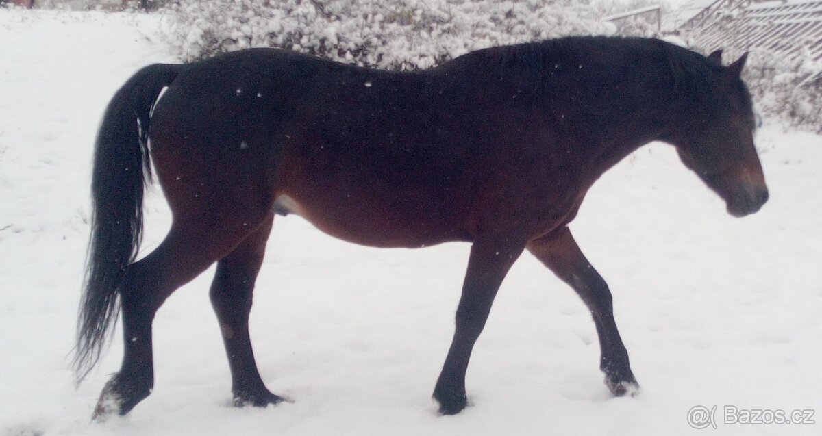 Velký Welsh Cob hřebec - 2