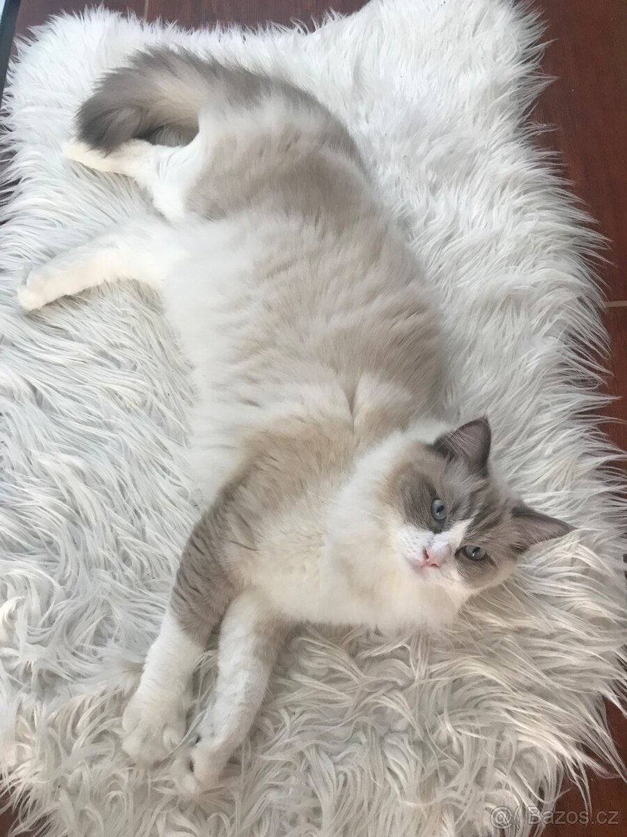 Ragdoll kocourek ke krytí bez pp - 2