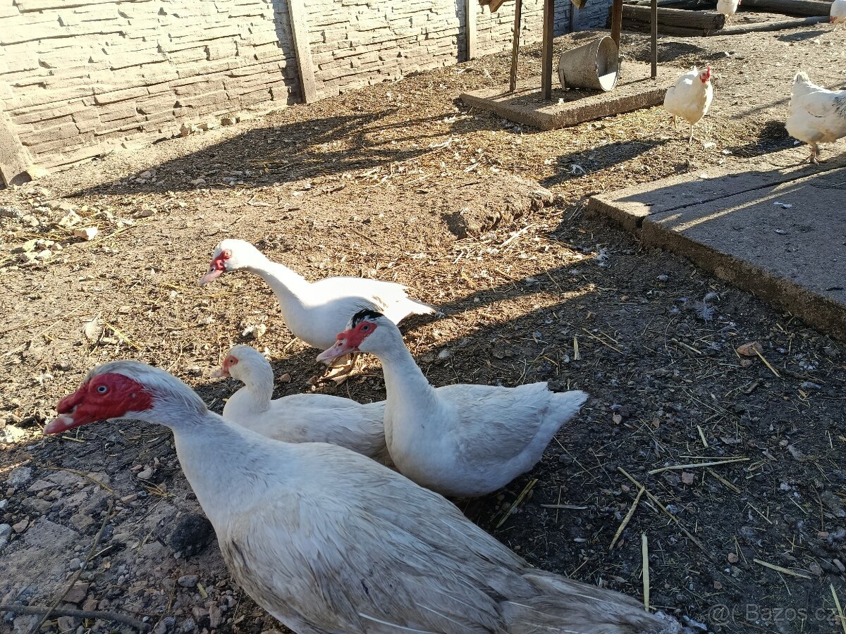 3x kachna pižmová - 2