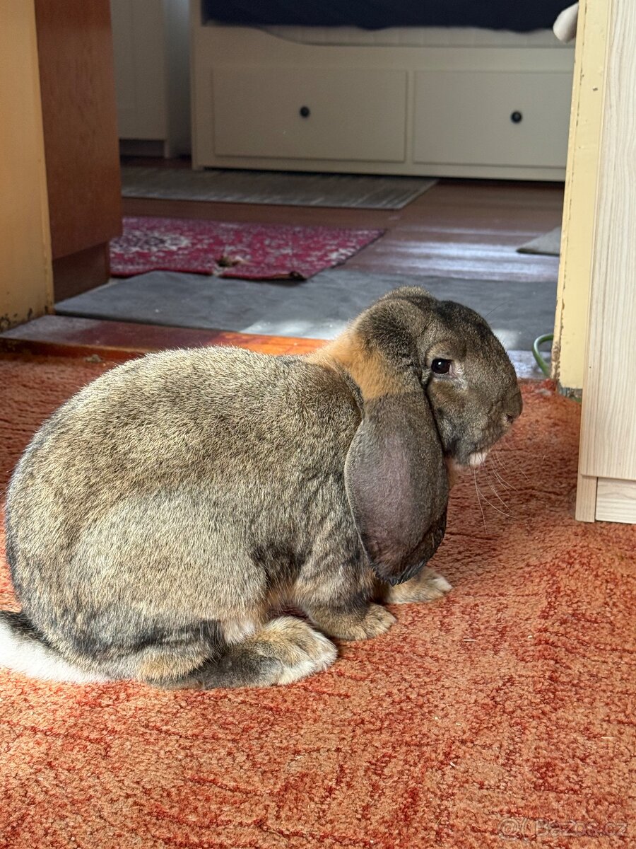 Francouzský beran - 2