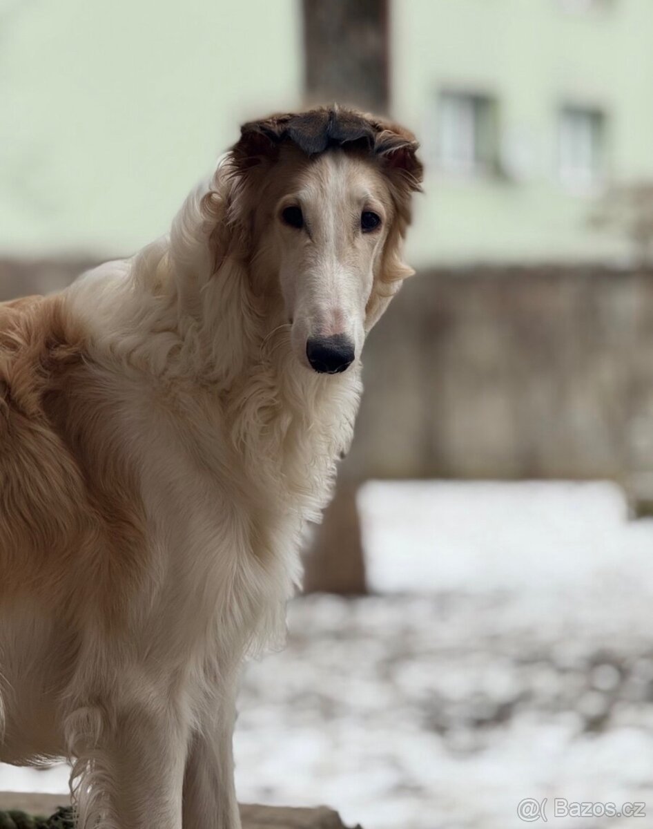 Rusky chrt Barzoj - 2