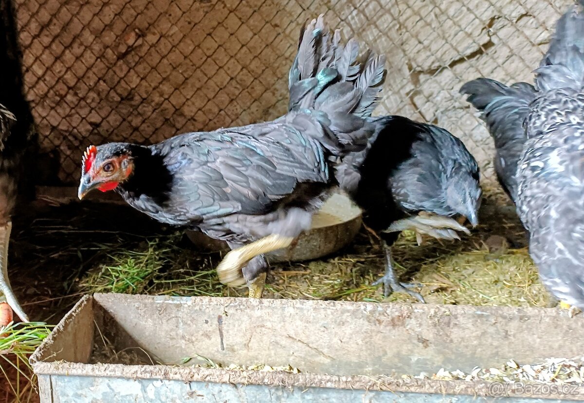 Kohouti - 2