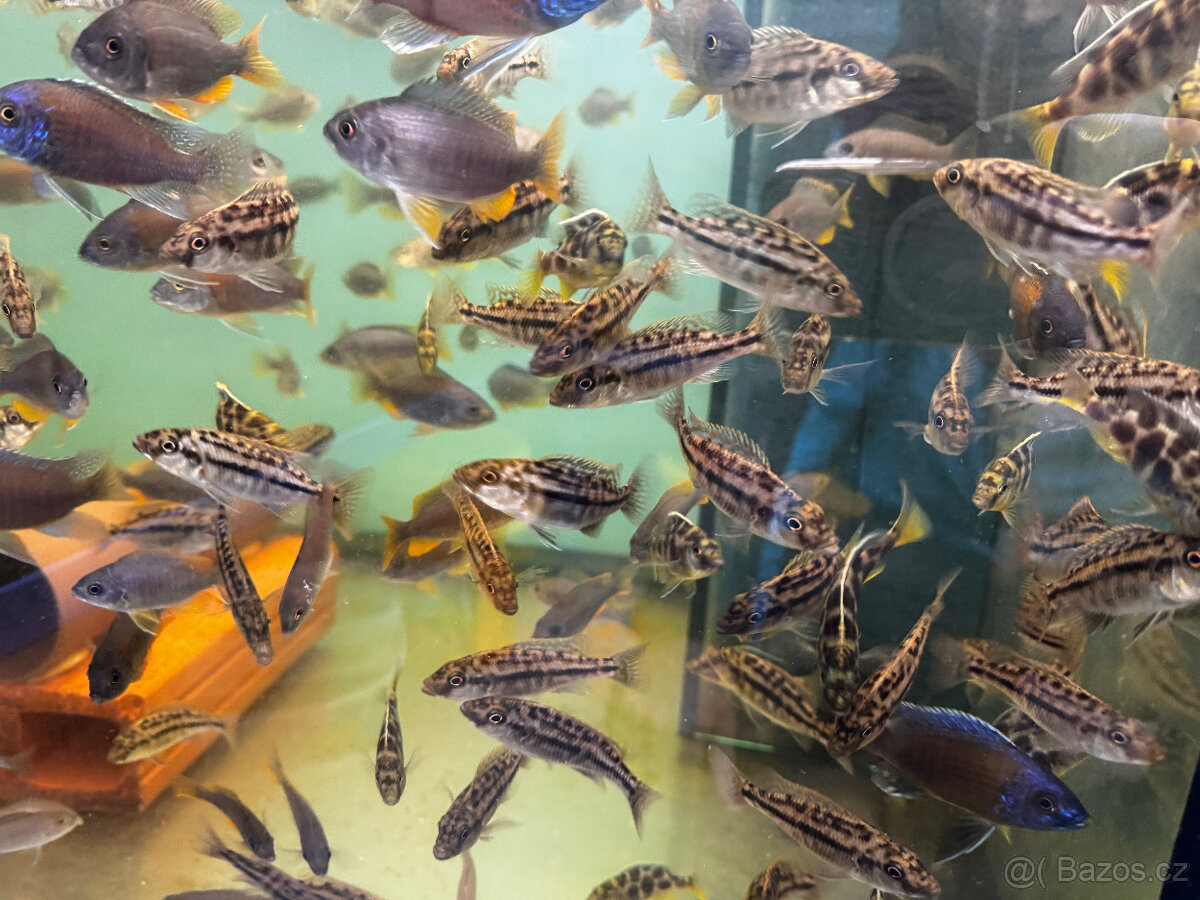 Tlamovci Cheilochromis euchilus F1 - 2