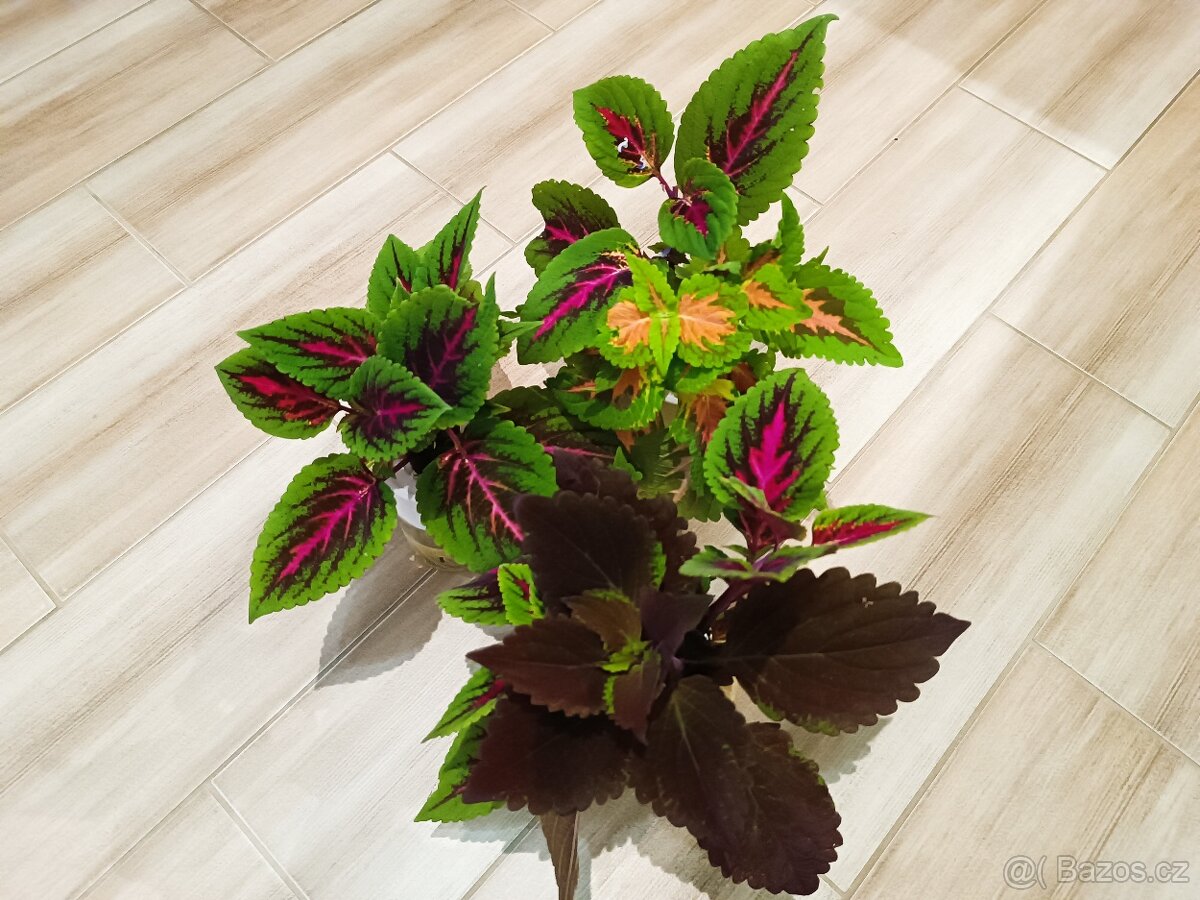 Africká kopřiva, Coleus - 2