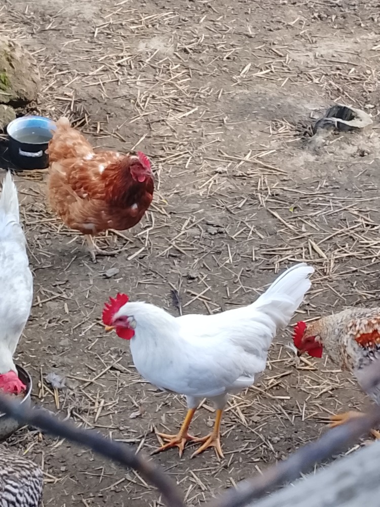 Kohouti 🐓🐓 - 2
