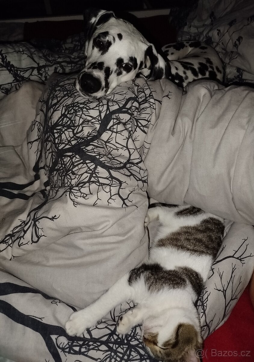 Nalezený kocourek cca 3,5-4,5 měs - 2