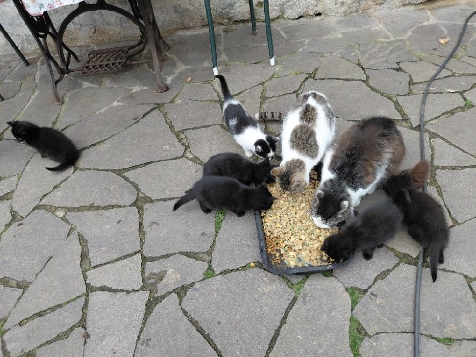 Pět čertíků z Vítkova - 2