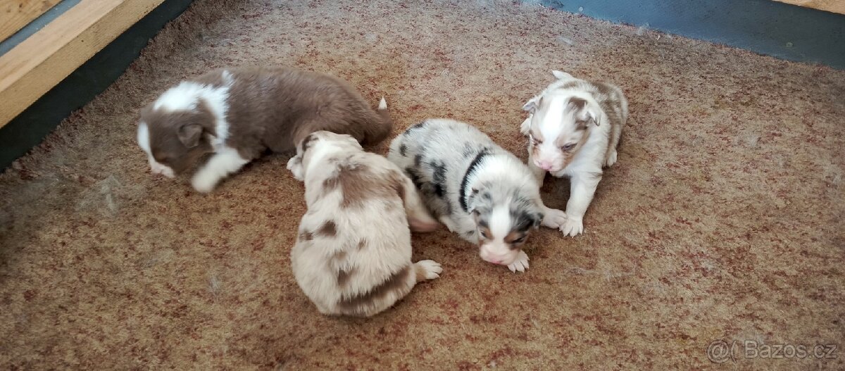 Australský ovčák bez PP. - 2