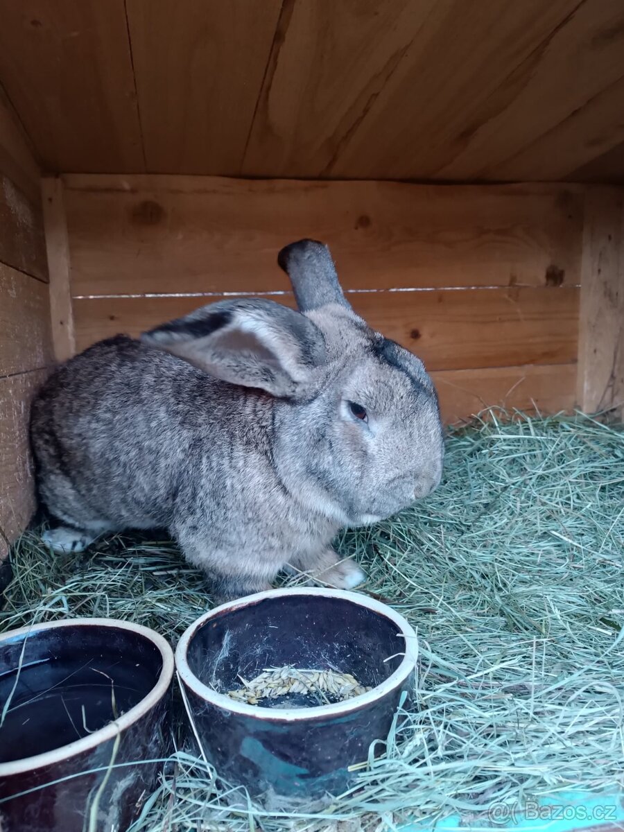 Prodám králíky - 2