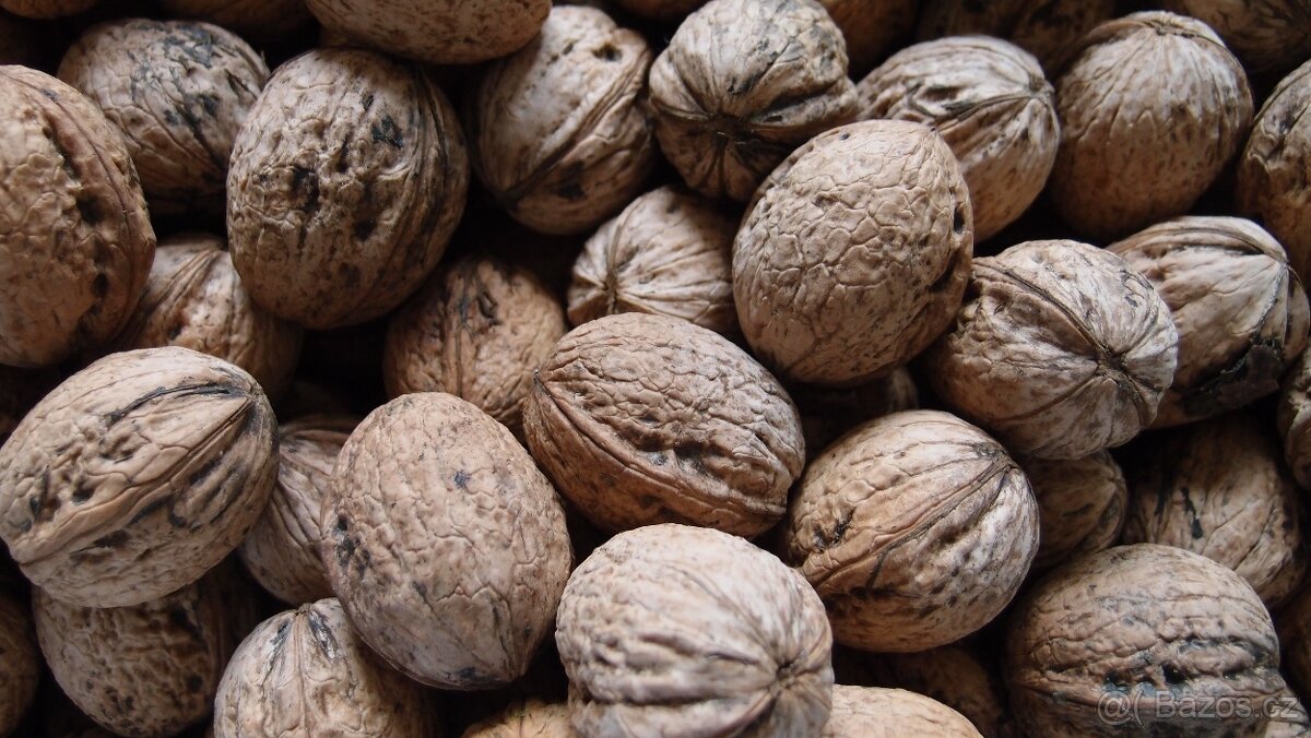 vlašské ořechy neloupané - 2