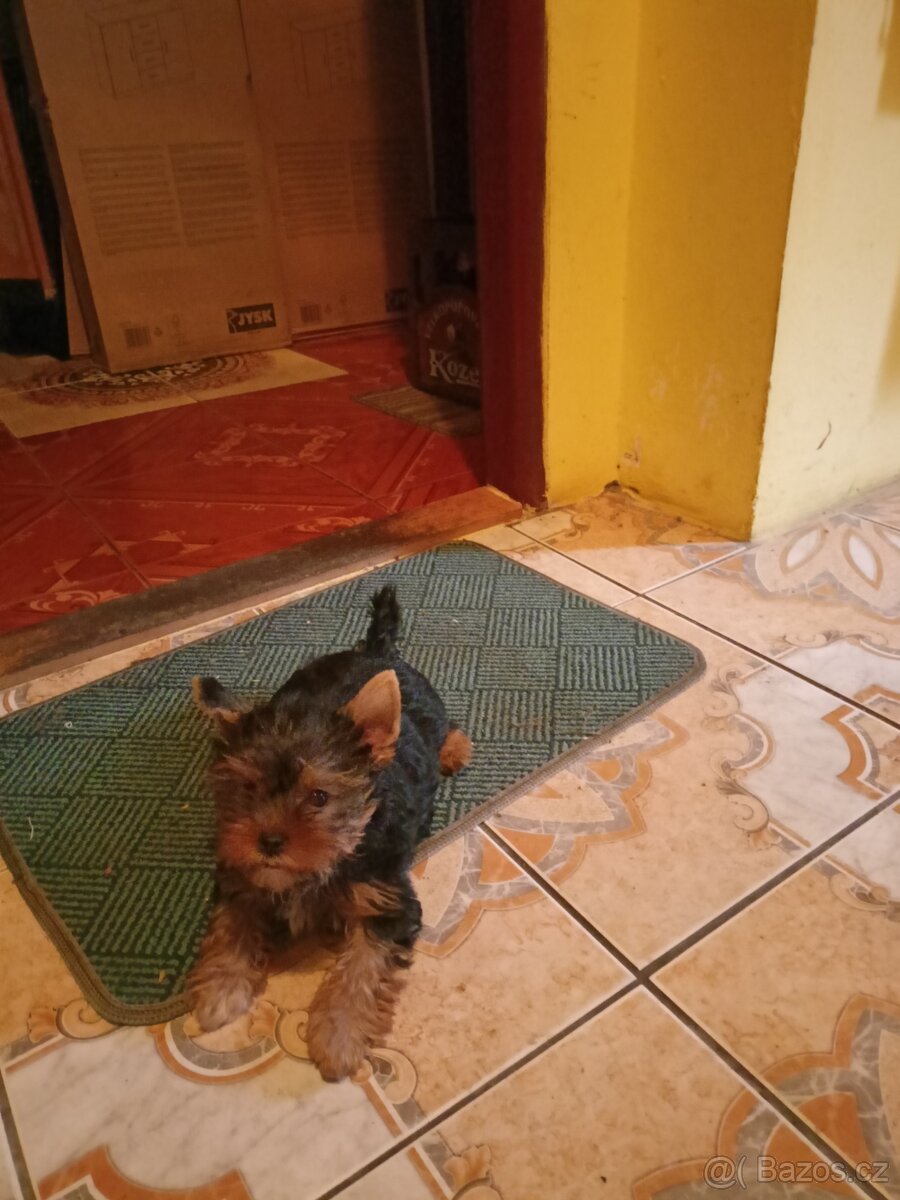 Jorkšírský teriér s PP - 2