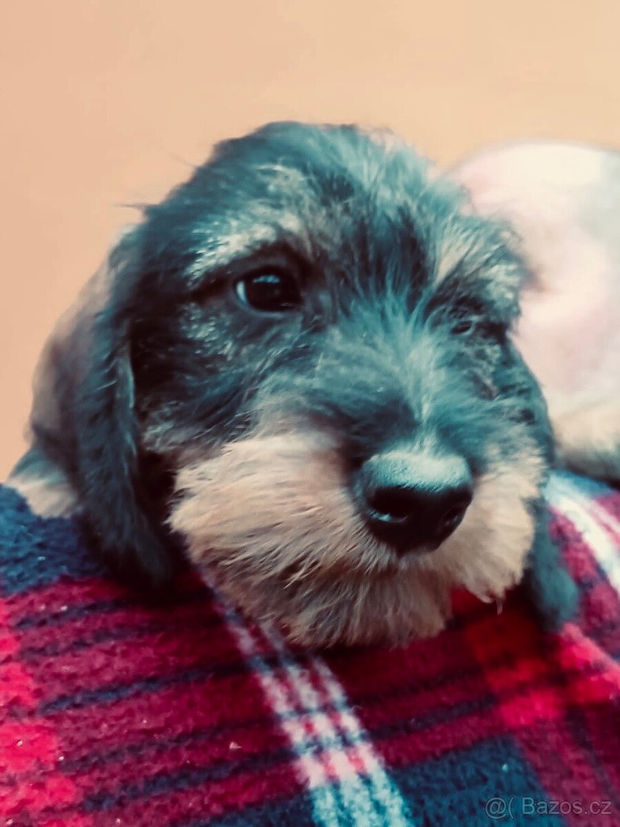 Jezevčík standard drsnosrstý s PP - 2