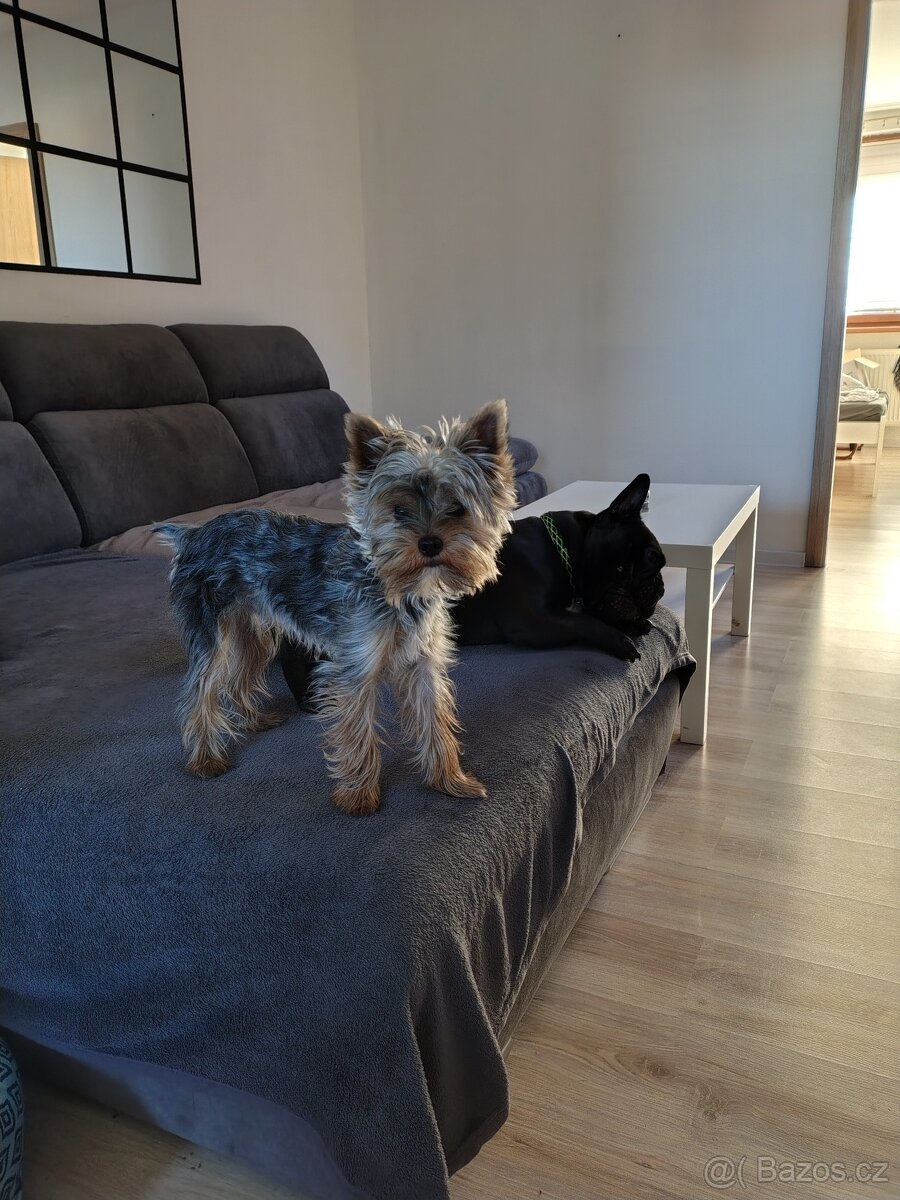 Yorkšírský teriér - 2