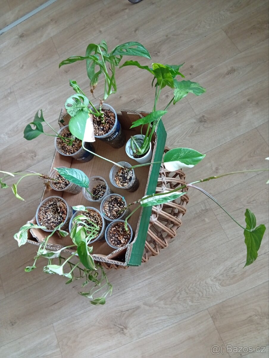 Pokojové rostliny - 2