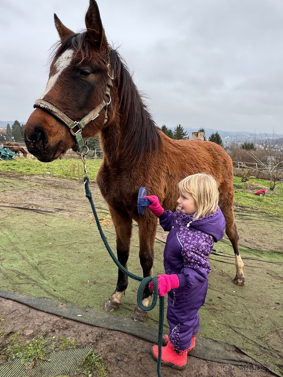ČT klisnicka k prodeji - 2