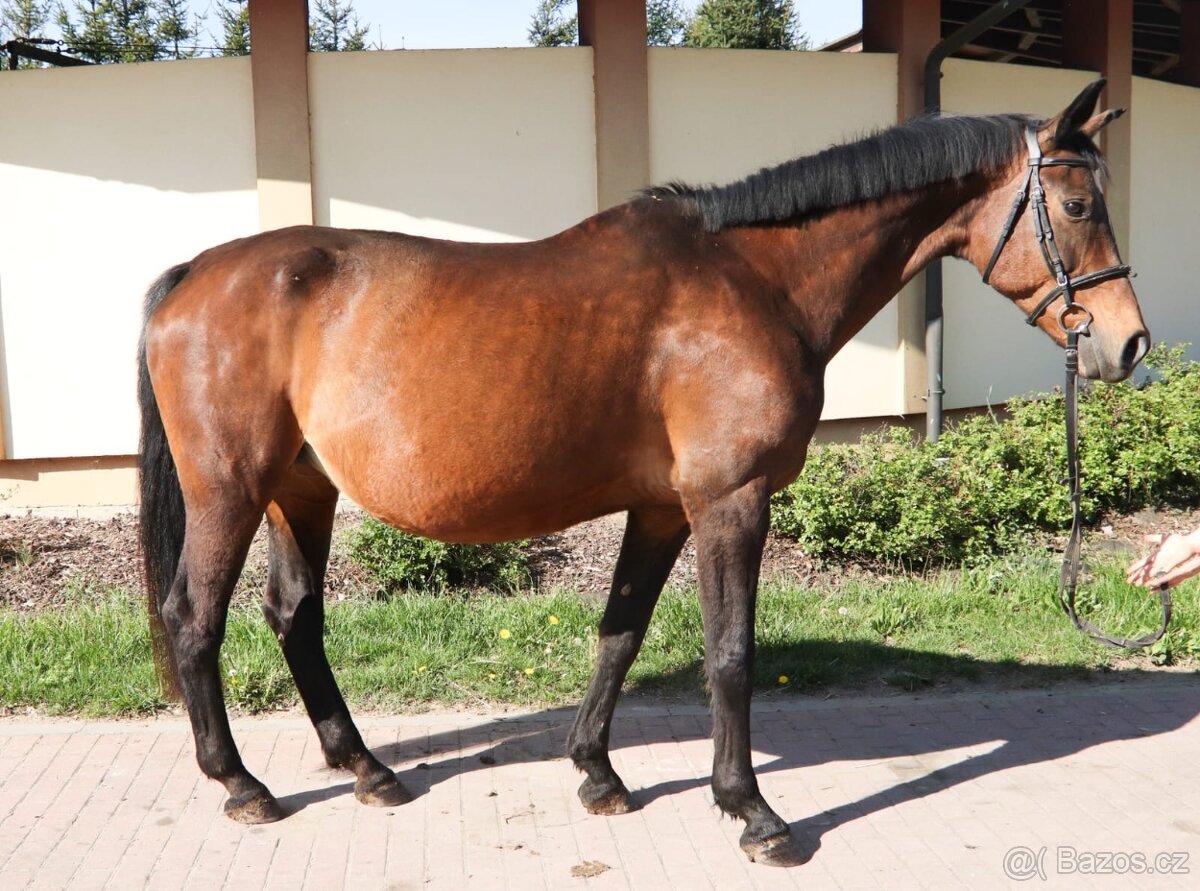 Klisna po Silvio II - 2