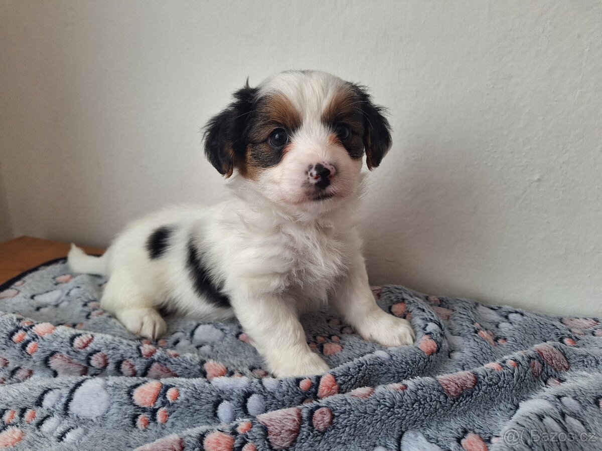 Biewer jorkšírský teriér pejsek - 2