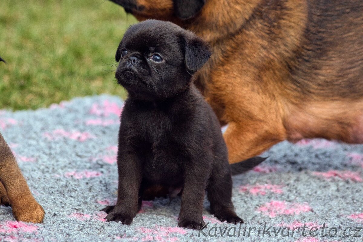 Brabantík s PP - pejsek - 2