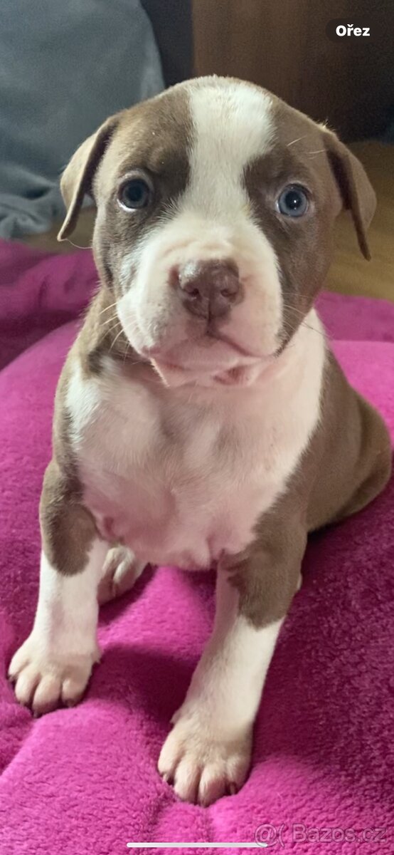 American Bully - 2