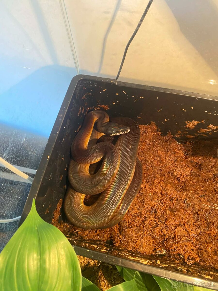Prodám samce Leiopython albertisii - 2