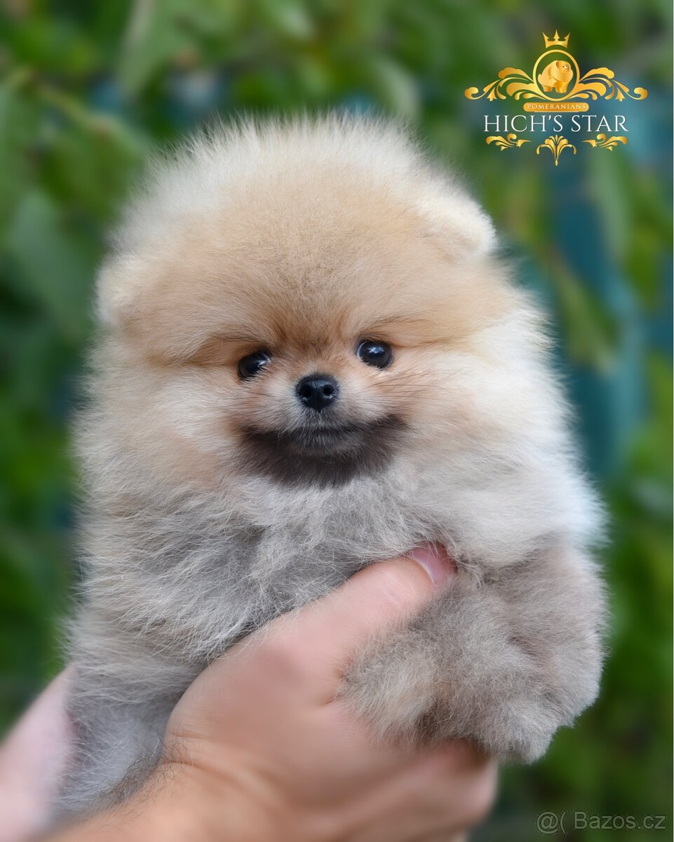 Pomeranian s PP FCI - poslední štěňátko k rezervaci - 2