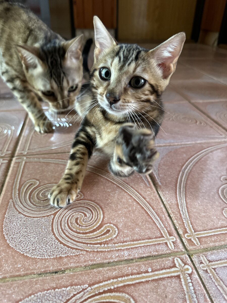 Bengálská koťátka na prodej - 2