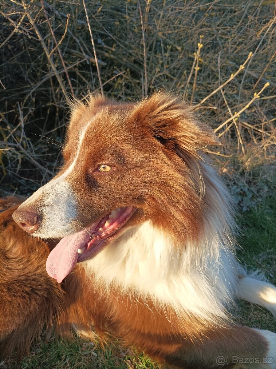 Krytí Border kolie - 2