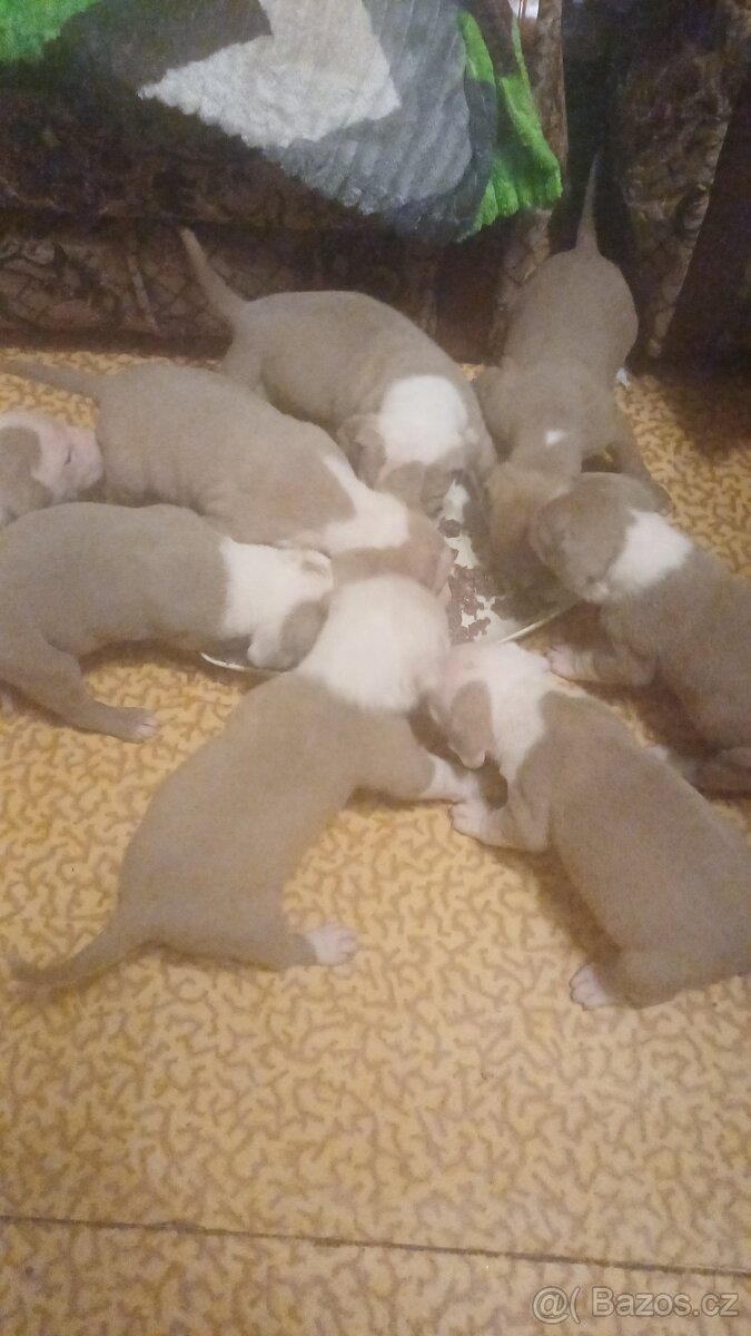 American bully xl štěňátka - 2