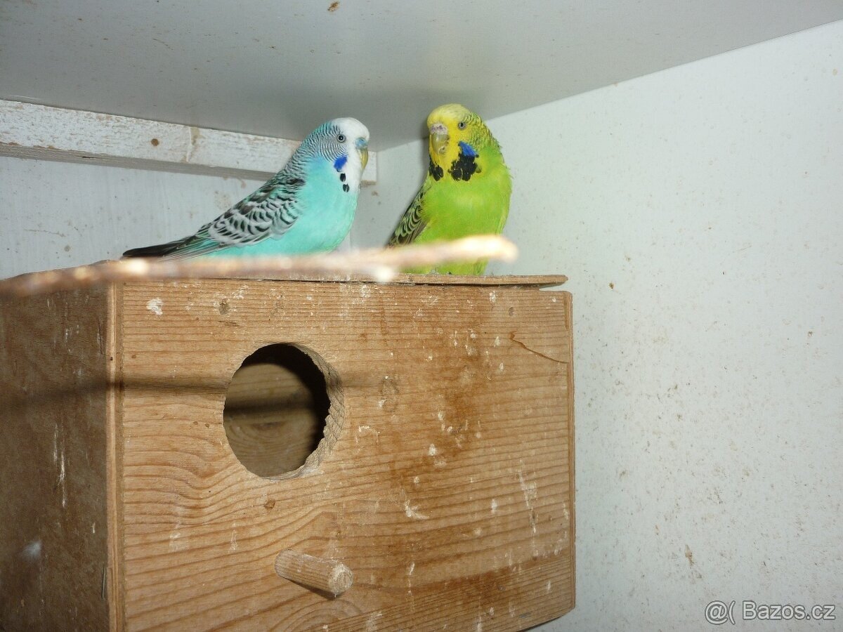 Andulka vlnkovaná párek - 2