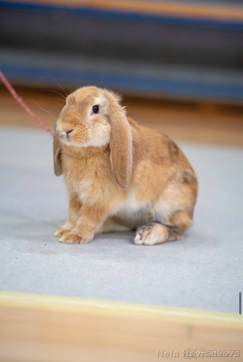 Zakrslý beránek s pp - Assassin - 2