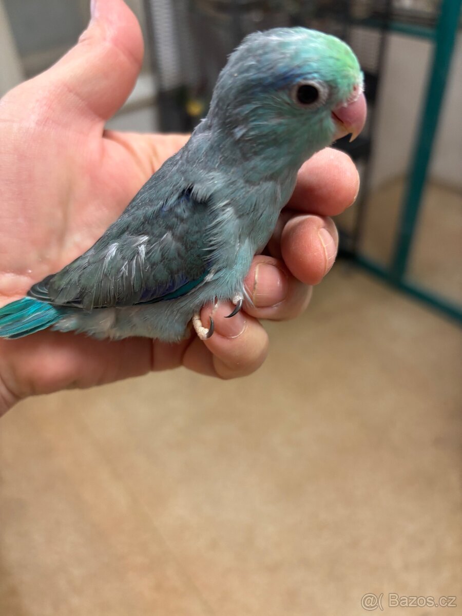 Papoušíček šedokřídlý - 2