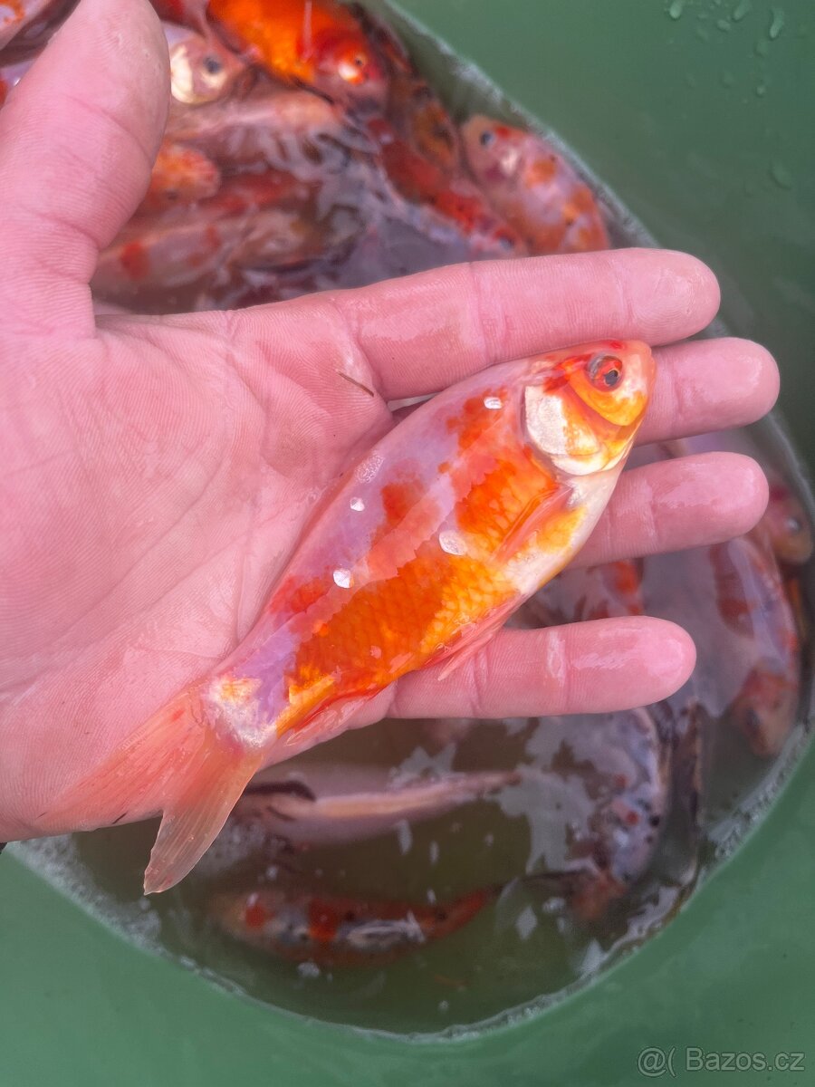 Prodej lina zlatého a shibuna - 2