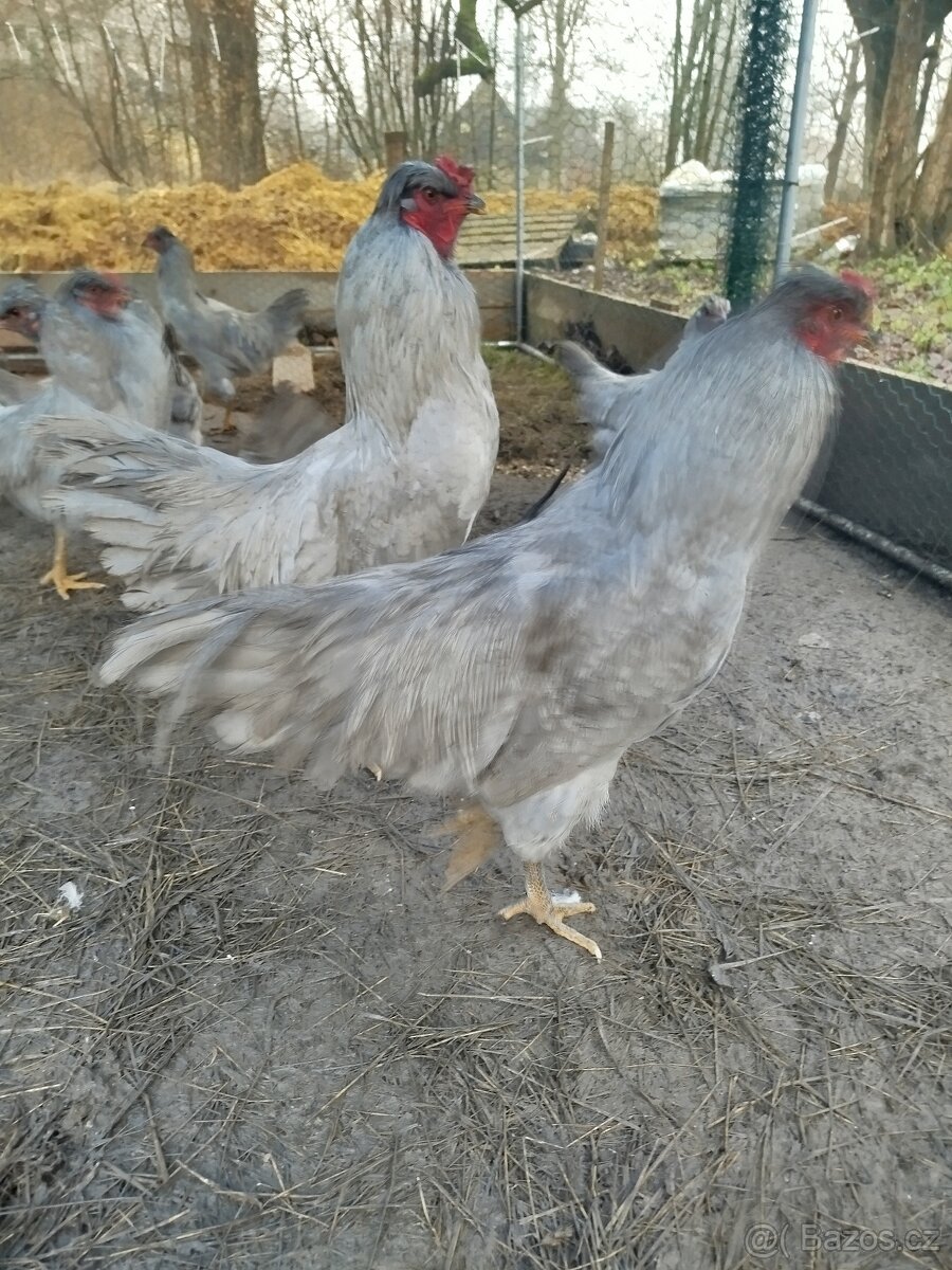 Araukana levandulová - 2