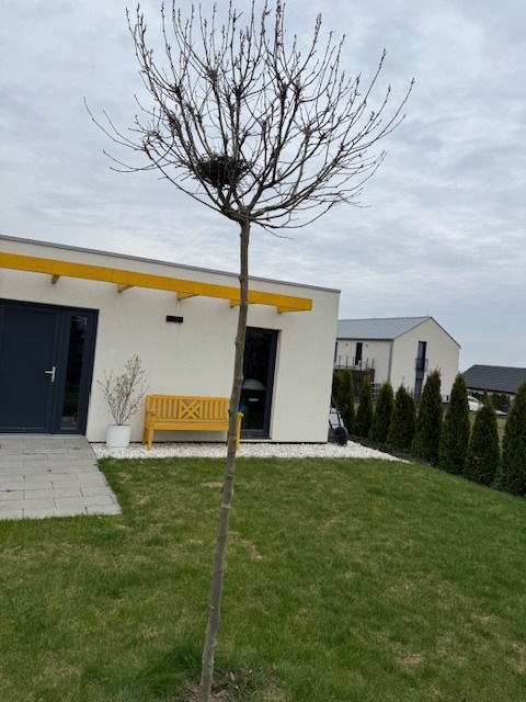 Platan alphen's globe - 2