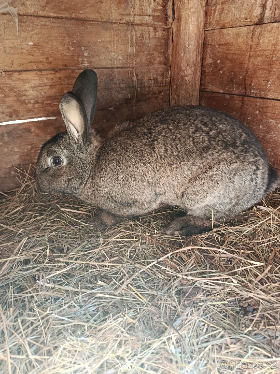 Králík samice - 2