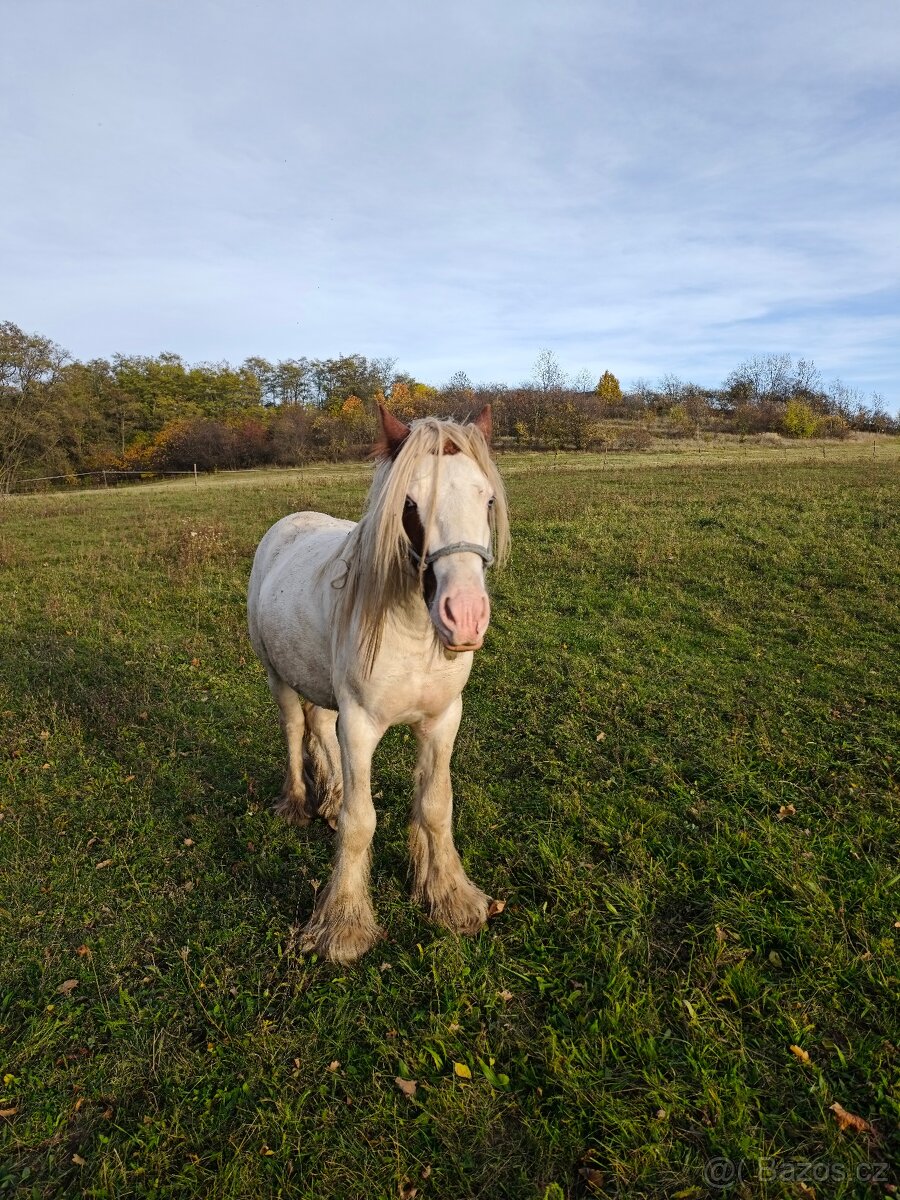 Irský Cob hřebec - 2