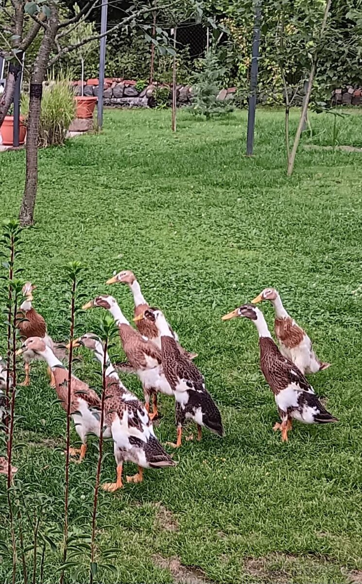 Indický běžec - 2