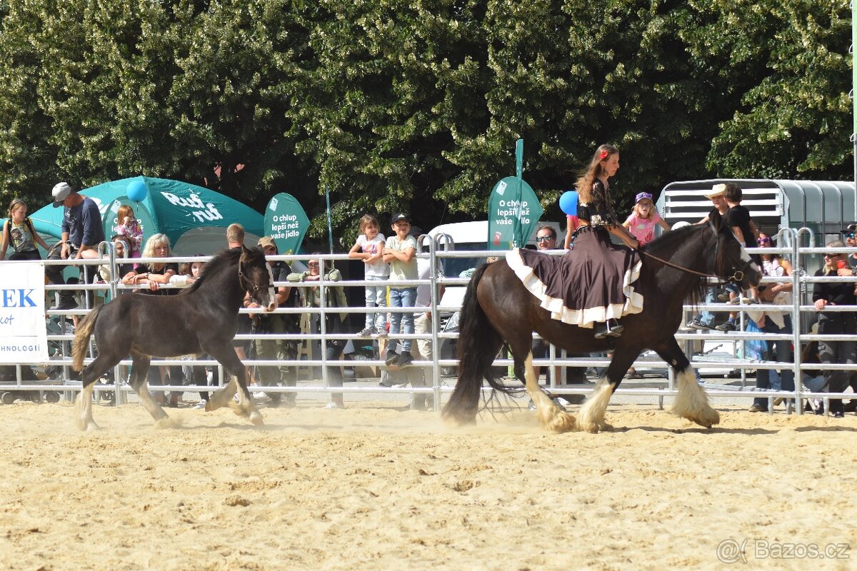 2 hřebečci IC, polobratři do tahu ideální - 2