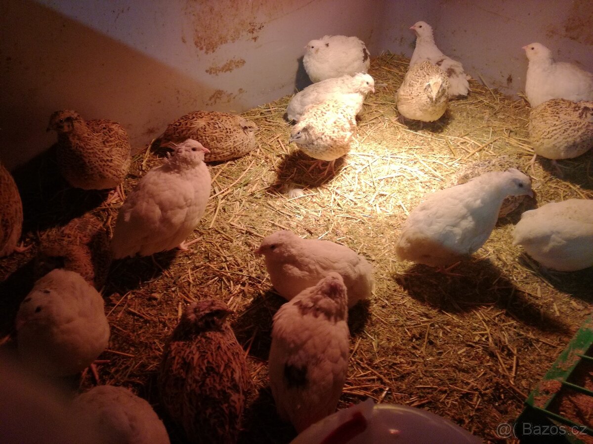 Násadová vejce křepelky - 2