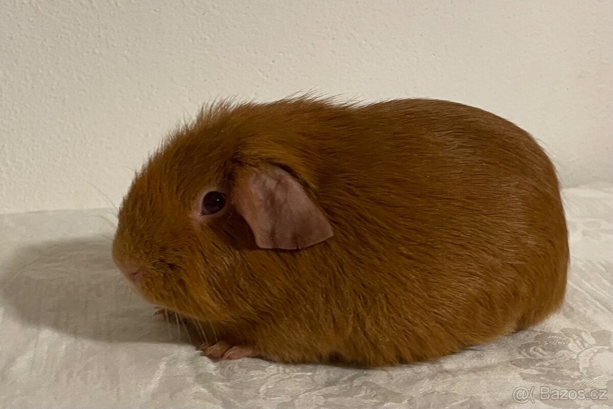 Samečci hladkých morčat s PP - 2