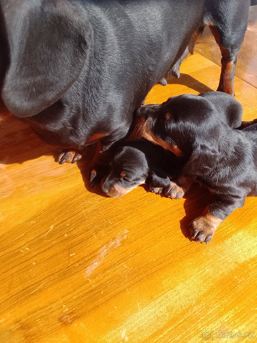 Prodám jezevčík trpasličí štěňátka - 2